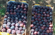 Caja Herencia 6kg