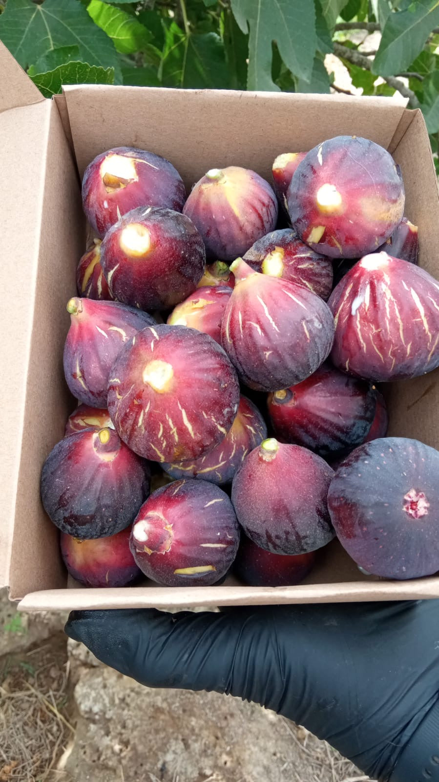 Caja Tradición 4kg