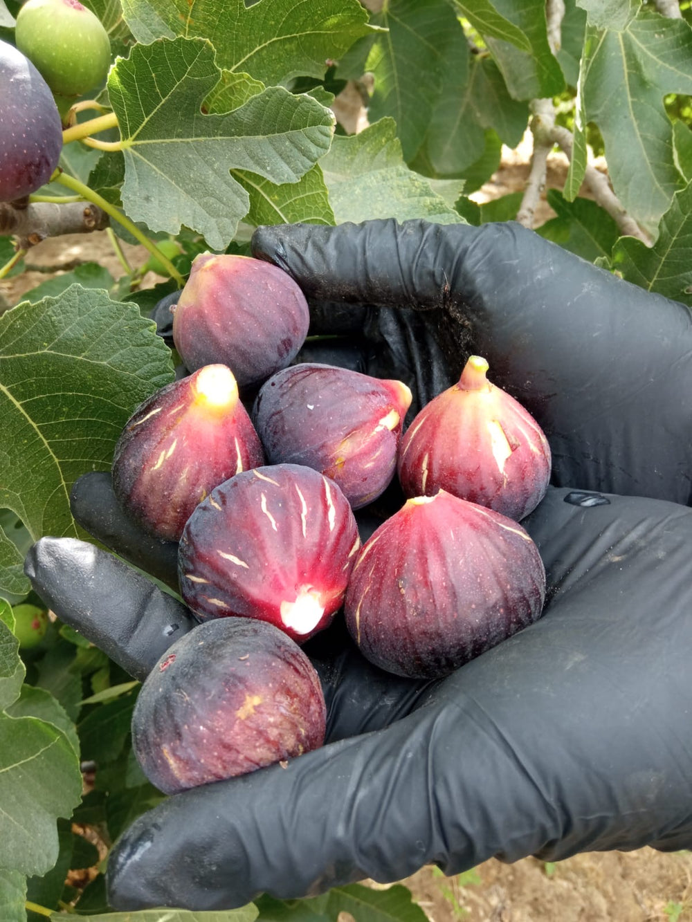 De la finca a tu casa