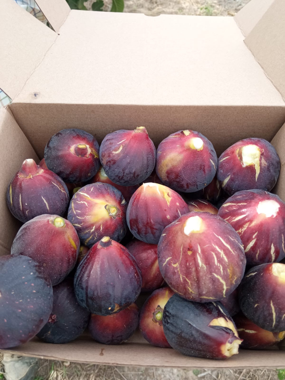 Caja Degustación 1kg